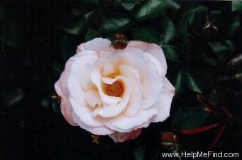 'Anniversary (floribunda, Matthews, 1997)' rose photo