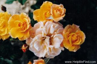 'Golden Oldie (floribunda, McGredy 1988)' rose photo