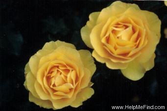 'Golden Tribute (floribunda, Horner)' rose photo