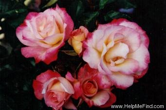 'Hope (floribunda, Orard)' rose photo