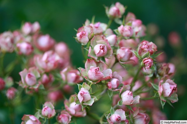 'Suse' rose photo
