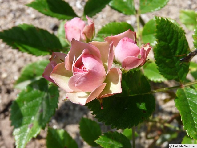 'Suse' rose photo
