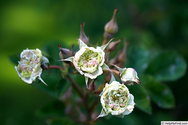 'Greenhorn' rose photo