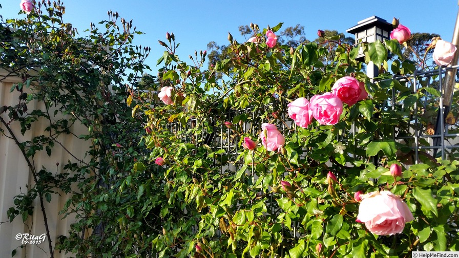 'Climbing Comtesse de Labarthe' rose photo