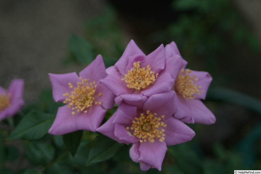 'Lavender Spoon' rose photo