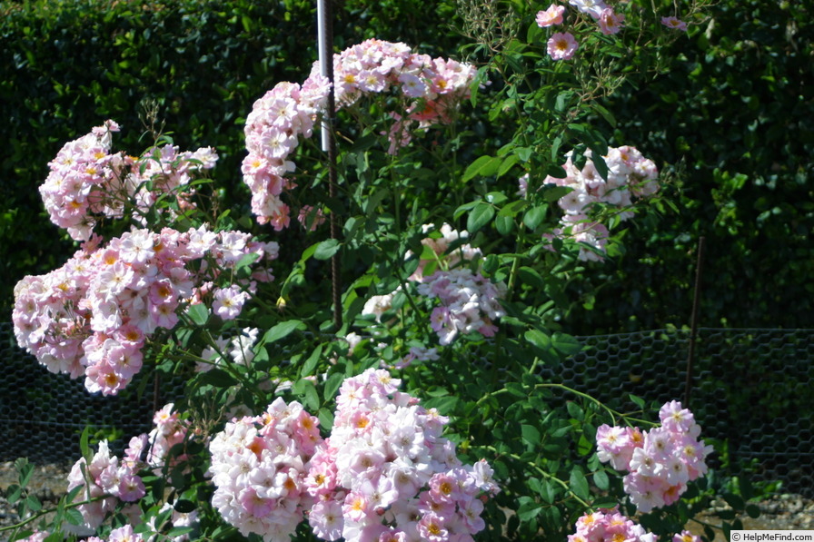 'Flower Girl ™ (shrub, Fryer, 1998)' rose photo