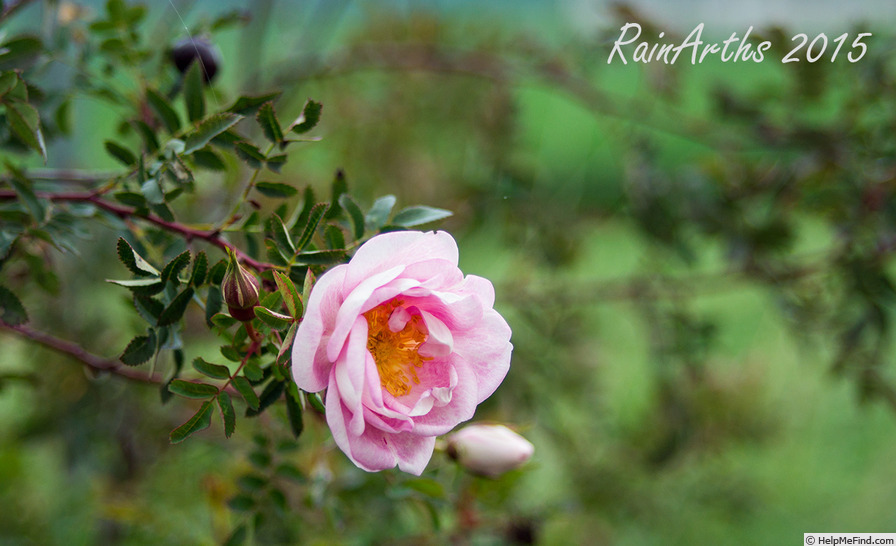 'Dresdner Barock' rose photo