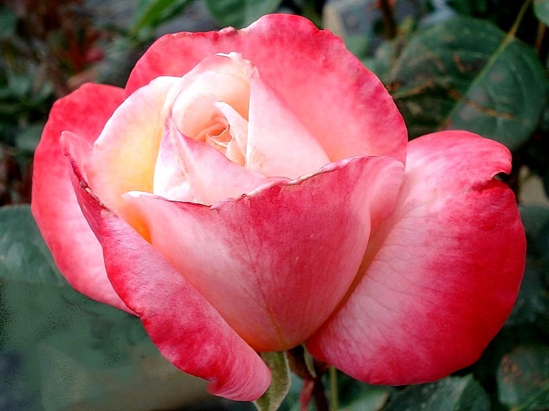 'Laetitia Casta ®' rose photo