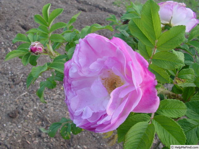 'Heather (hybrid rugosa, Denning 2011)' rose photo