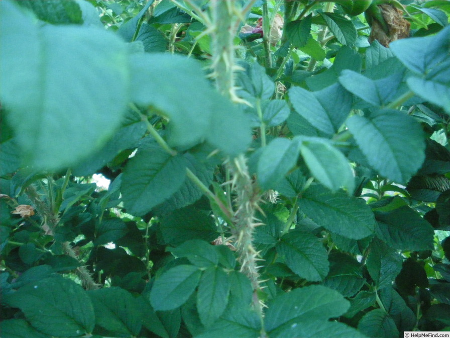 'Jamie' rose, click to enlarge 'Jamie' rose photo