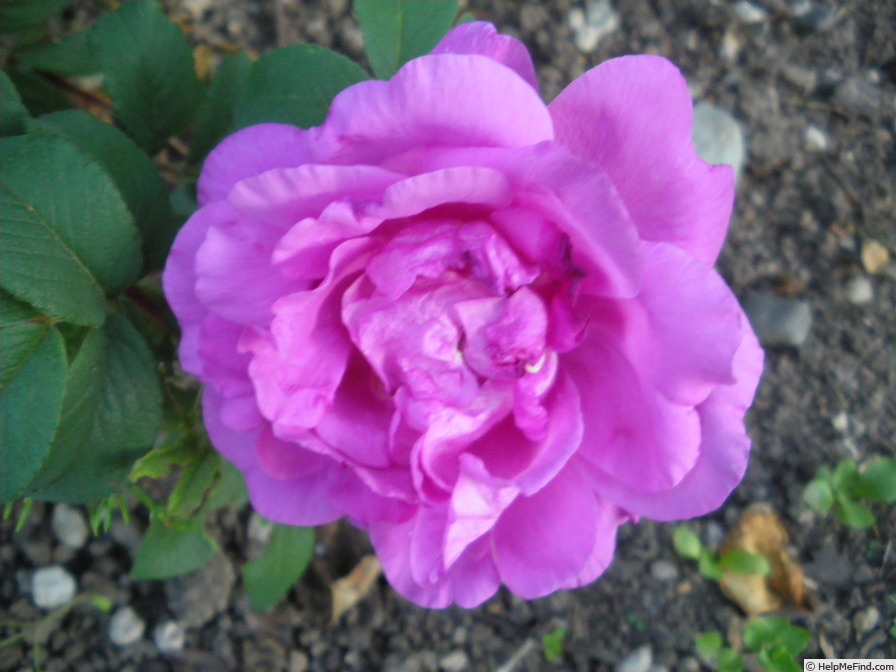 'Jamie' rose photo