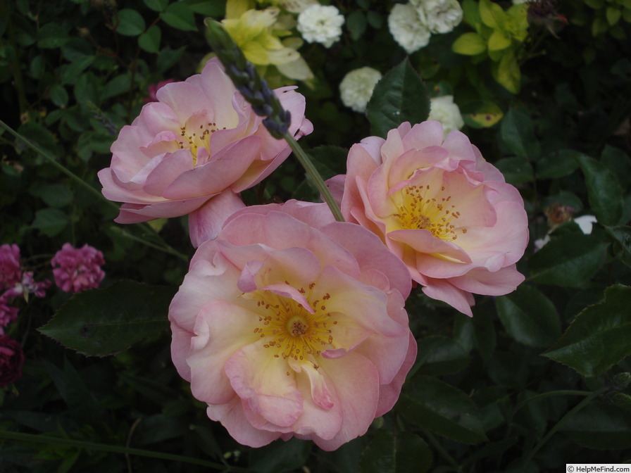 'Kalevala' rose photo
