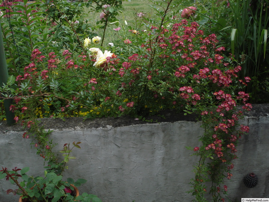 'Beys' rose photo