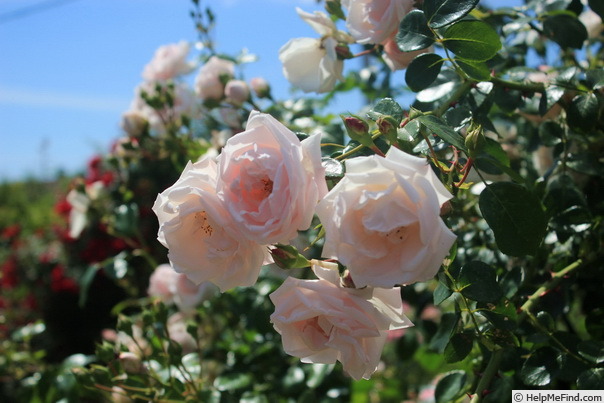 'New Dawn (Large Flowered Climber, Dreer, 1930)' rose photo