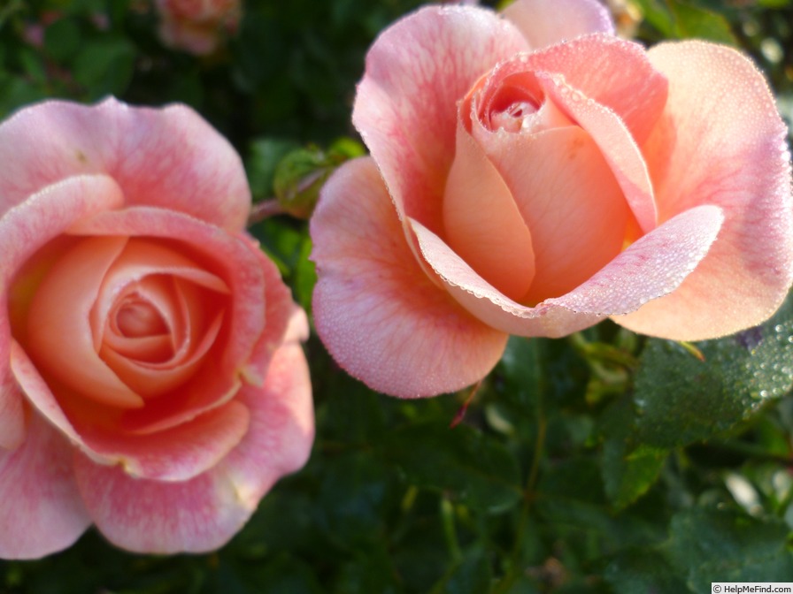 'Sommersonne (shrub, Kordes 1998)' rose photo