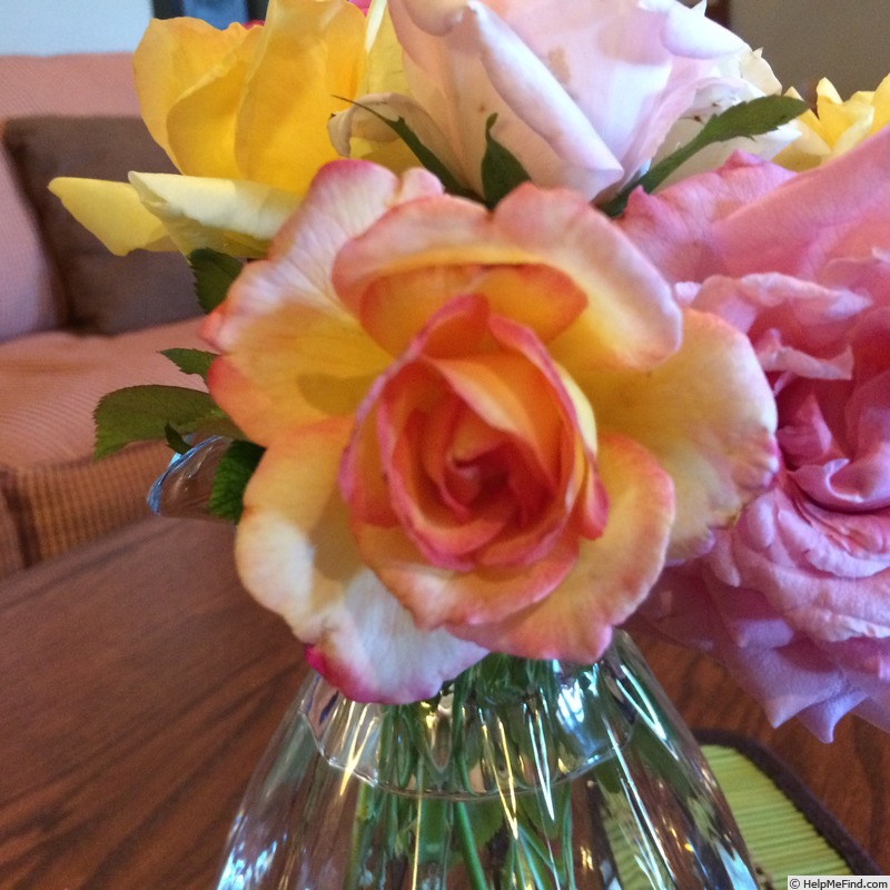 'Granada (hybrid tea, Lindquist, 1963)' rose photo