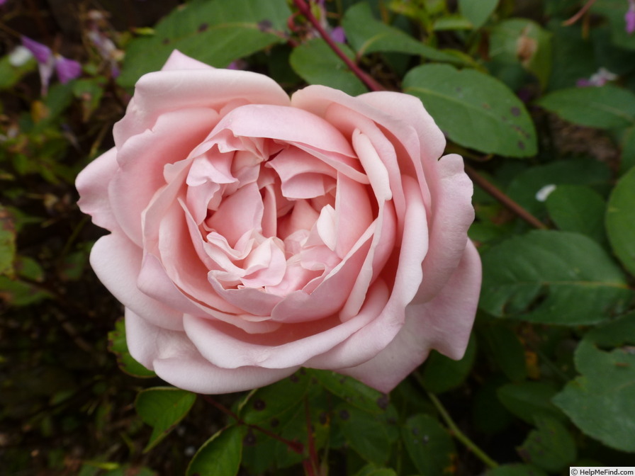 'Baronne Henriette de Snoy' rose photo