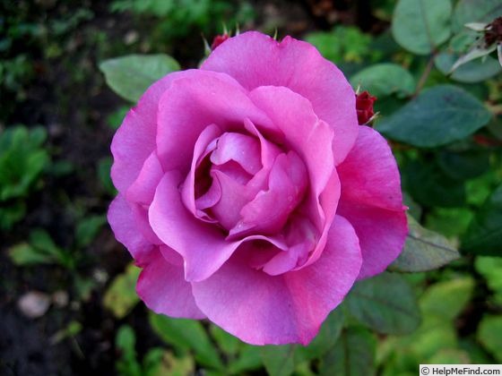 'Lilac Blush (shrub, Sievers, 2000)' rose photo
