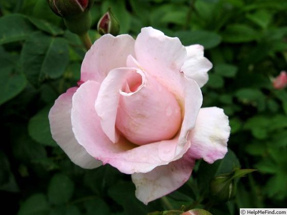 'Charming Blush' rose photo