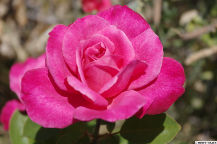 'Aquarius (grandiflora, Armstrong, 1970)' rose photo