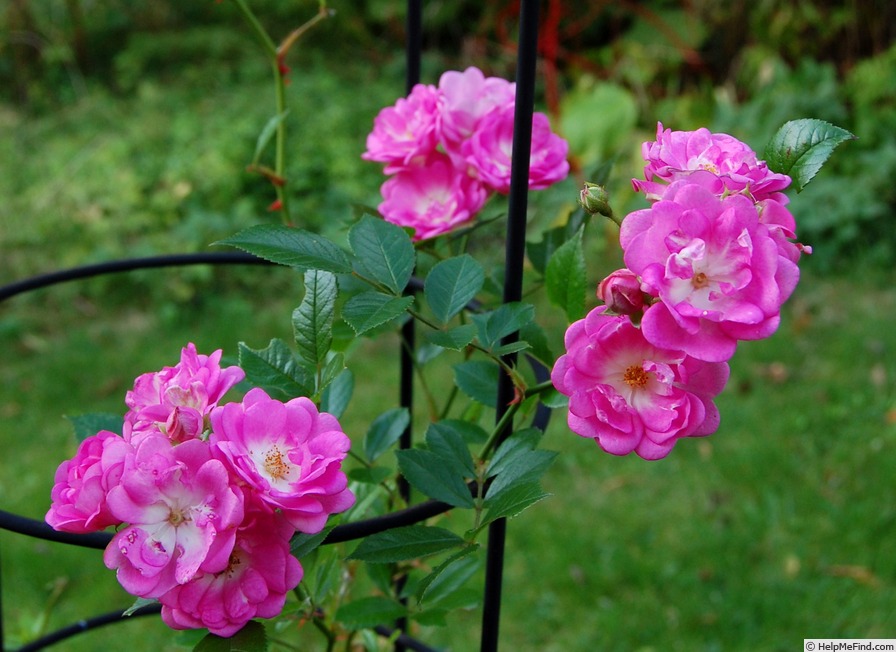 'Perennial Pink' rose photo