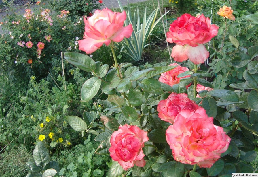 'Mercury Rising ™' rose photo
