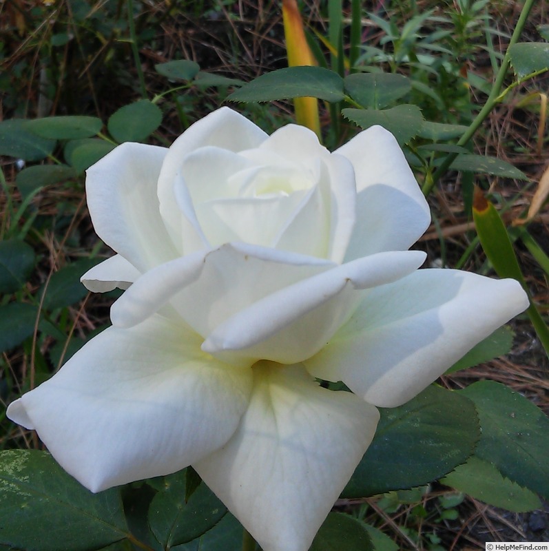 'Sugar Moon' rose photo