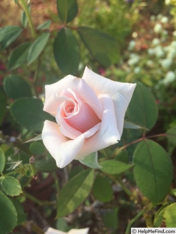 'Ambiance (hybrid tea, Delforge, 1955)' rose photo