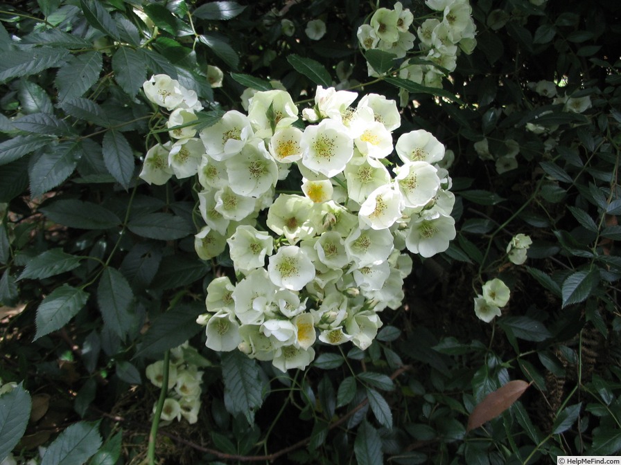 'Kalmiaflora' rose photo