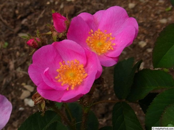'<i>Rosa centifolia</i> 'Andrewsii'' rose photo