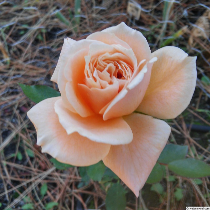 'October Moon' rose photo