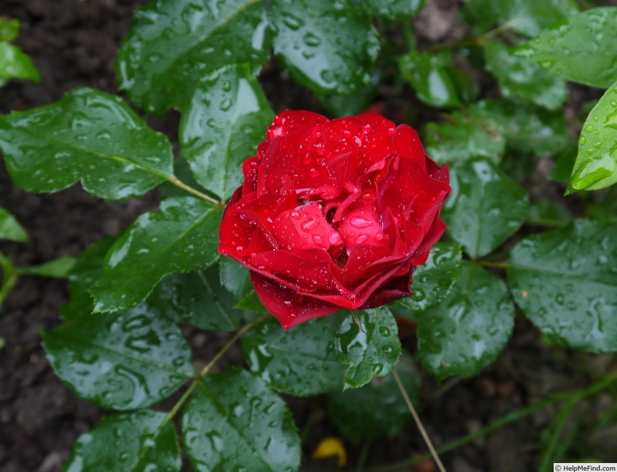 'Graf Brühl ®' rose photo