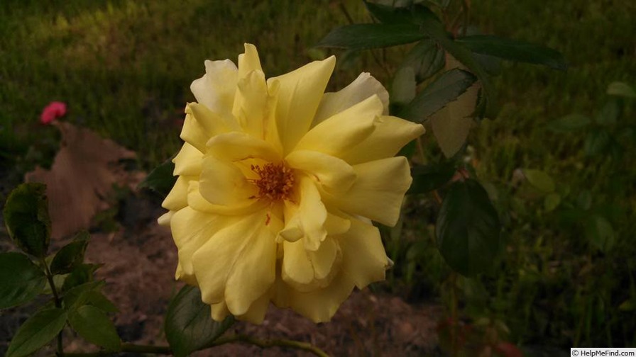 'Madame Pierre S. Dupont' rose photo