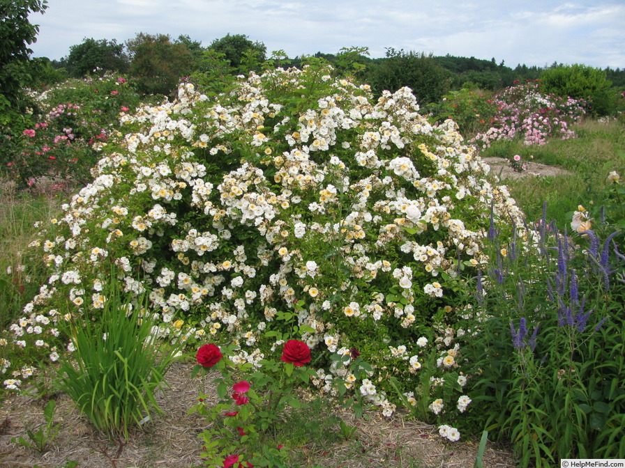 'Goldfinch (Rambler, Paul, 1907)' rose photo