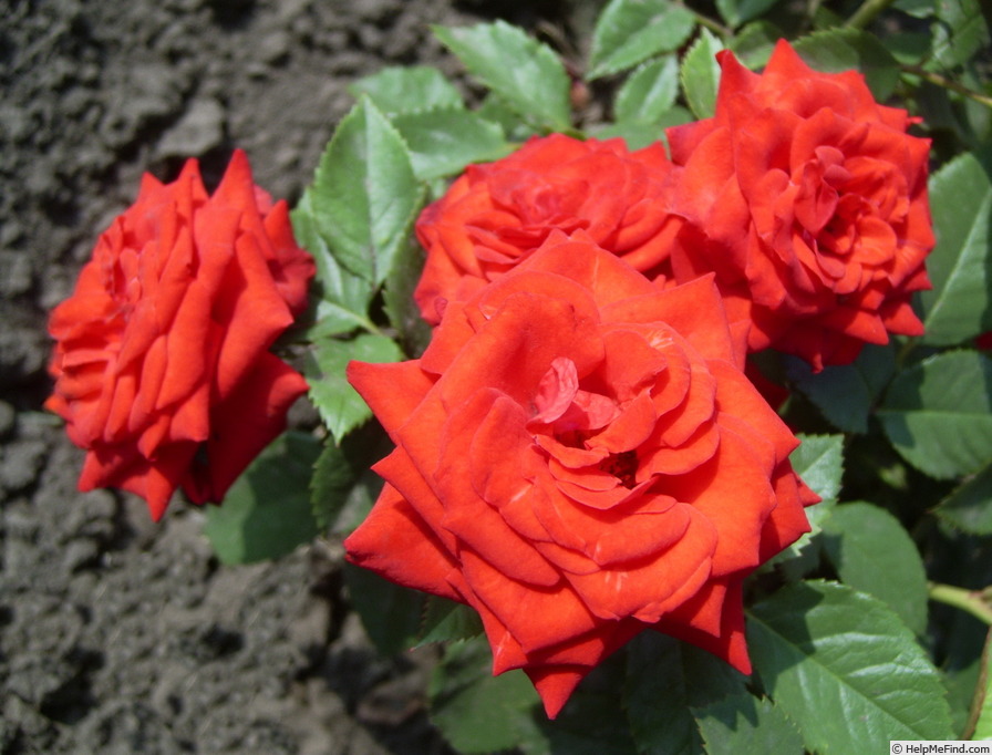 'Santa Rosa (Florists rose, Schuurman, 2003)' rose photo