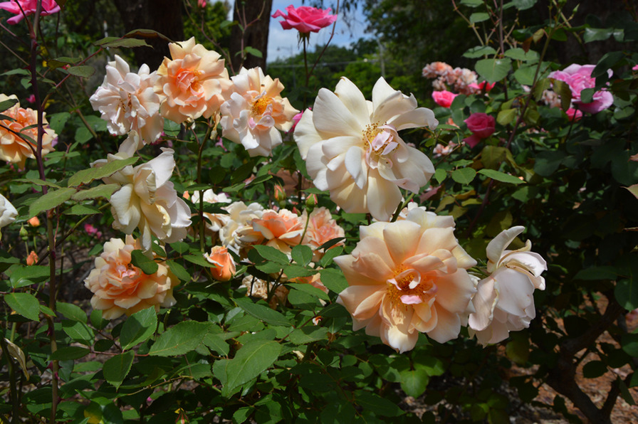 'Mrs. Hugh Dettmann' rose photo