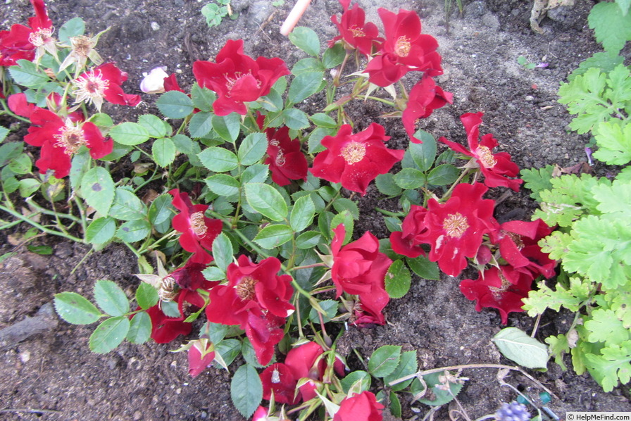 'Bienenweide Rot' rose photo