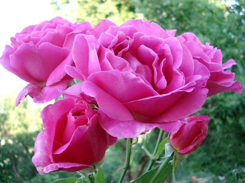 'Caprice de Meilland ®' rose photo