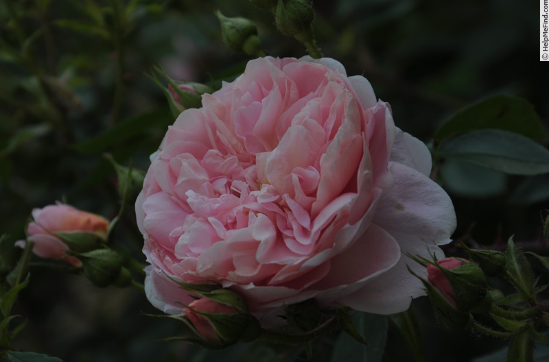 'Colette ® (hybrid tea, Meilland, 1994)' rose photo