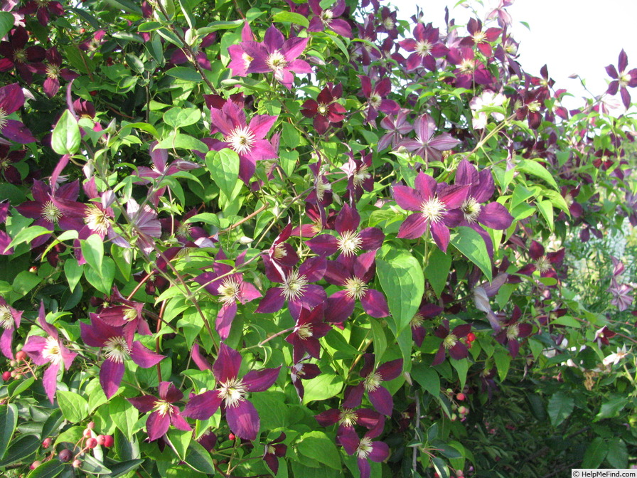'Mikelite' clematis, click to enlarge 'Mikelite' clematis photo