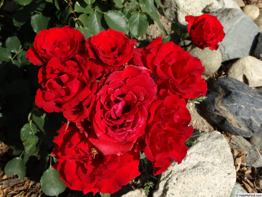 'Proud Mary' rose photo