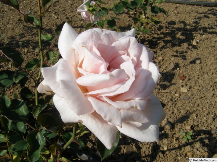 'Antonin Dvorak' rose photo