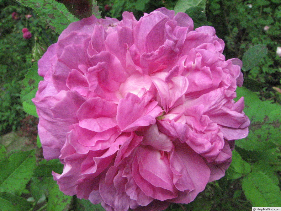 'Président de Sèze' rose photo