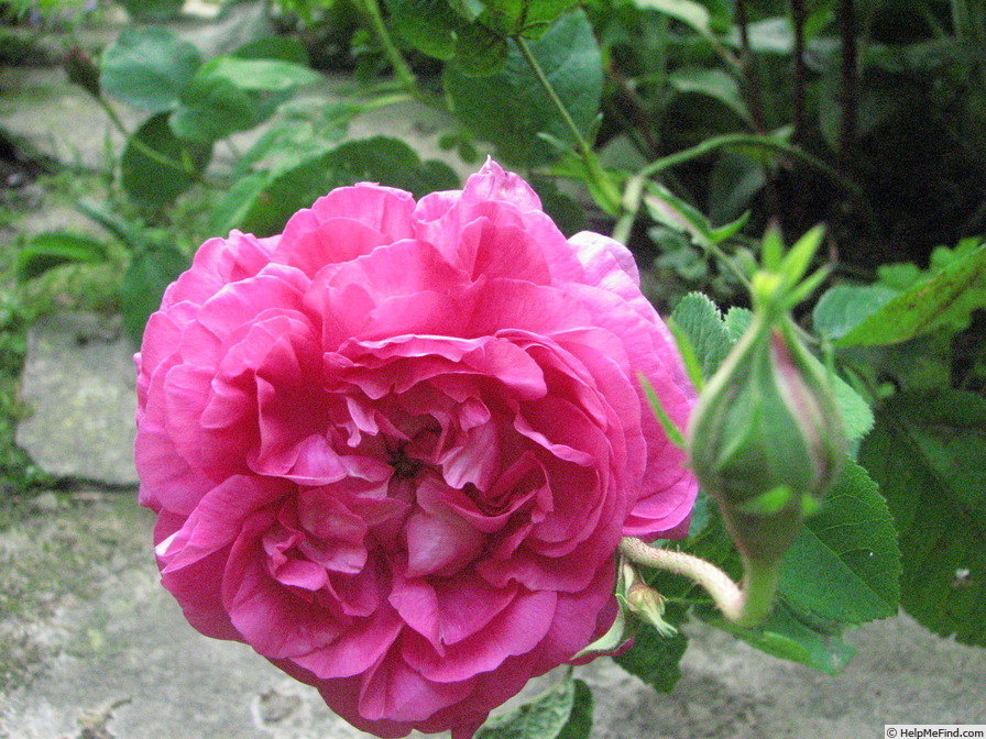 'Anaïs Ségalas (Centifolia, Vibert, 1837)' rose photo