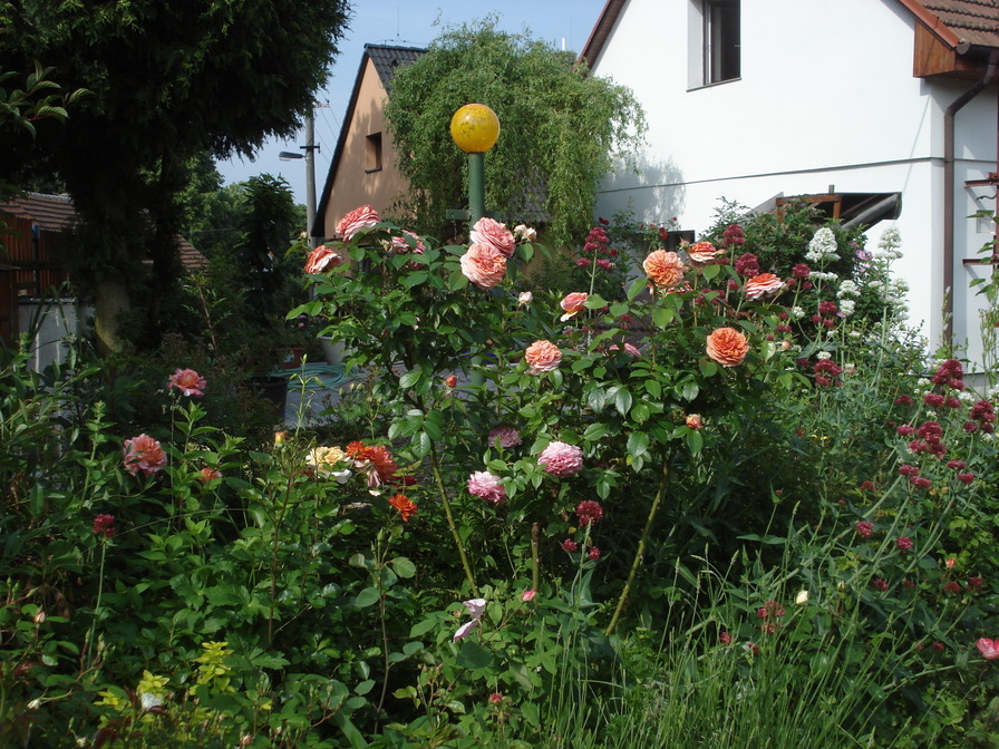 'My tiny kingdom of flowers' , click to enlarge 'My tiny kingdom of flowers'  photo
