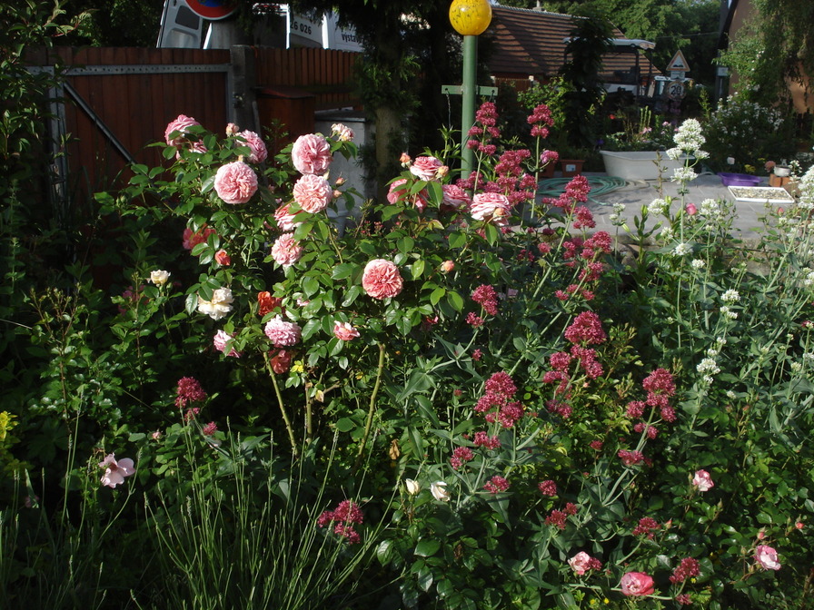 'My tiny kingdom of flowers' , click to enlarge 'My tiny kingdom of flowers'  photo