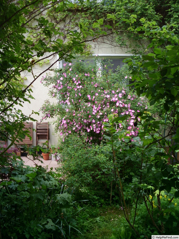 'Glory of Edzell' rose photo