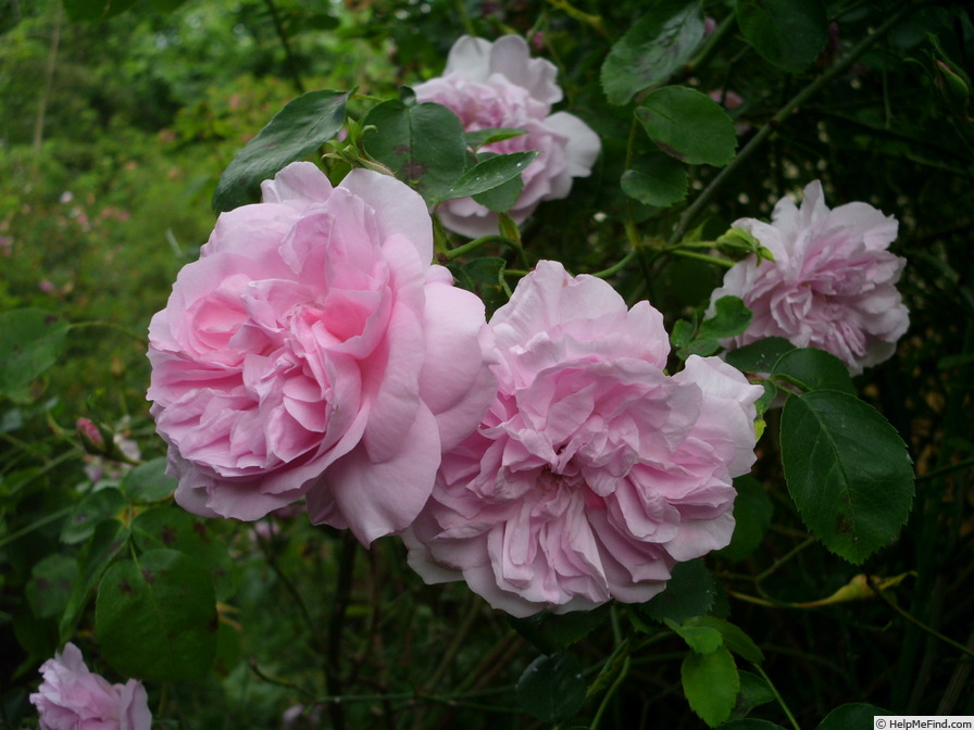 'May Queen (Rambler, Van Fleet, 1898)' rose photo