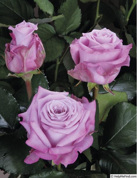 'Maritim ® (florists rose, Tantau, 2009/12)' rose photo