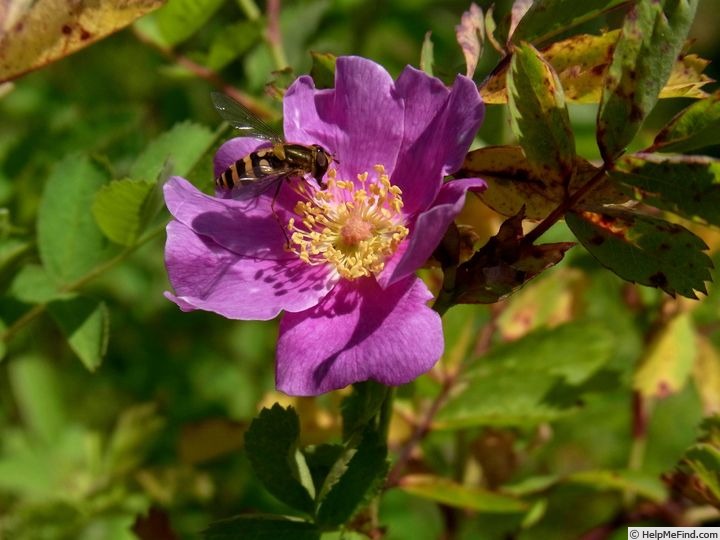 '<i>Rosa woodsii</i> subsp. <i>ultramontana</i> (S. Watson) R.L. Taylor & MacBryde' rose photo